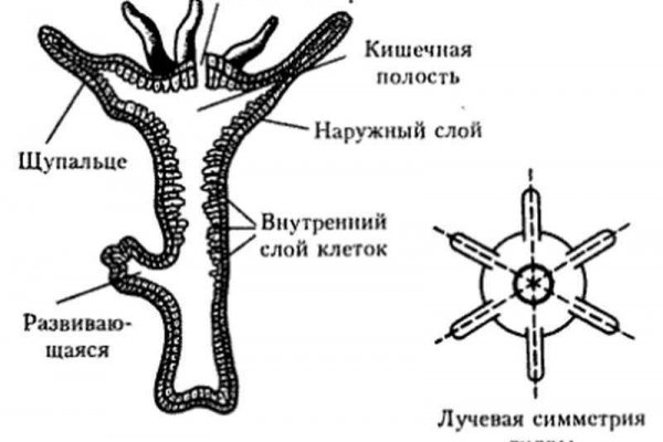 Омг tor